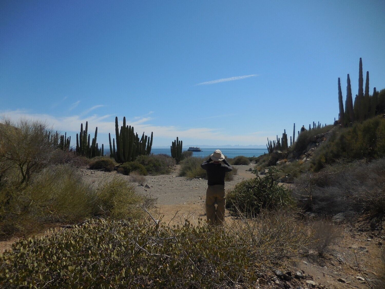 Giant saguaro cacti were in bloom on this meandering sandy trail. In the shade of the shrubs, we witnessed the Rattleless Rattlesnake! I wonder if John Steinbeck ever came across one of these while writing his book of the region, Sea of Cortez?