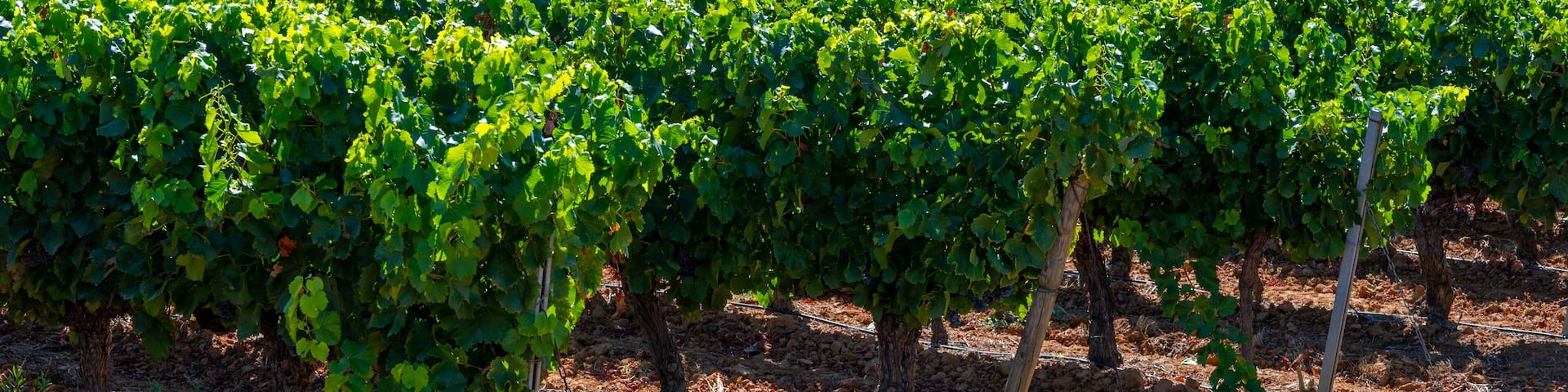 Vineyards of AOC Luberon mountains near Apt with old grapes trunks growing on red clay soil, red or rose wine grape