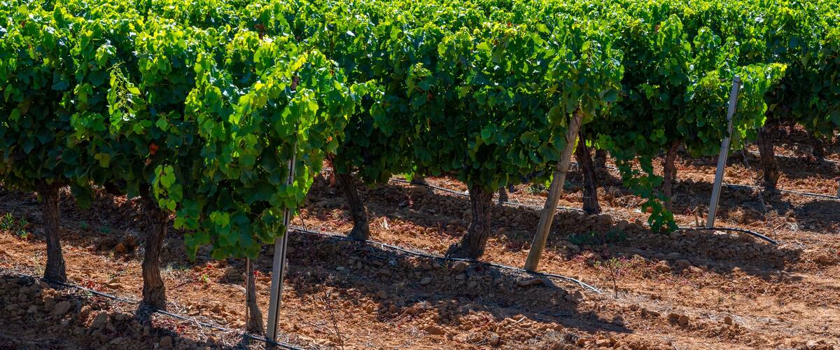 Rows of grapevines in a vineyard.