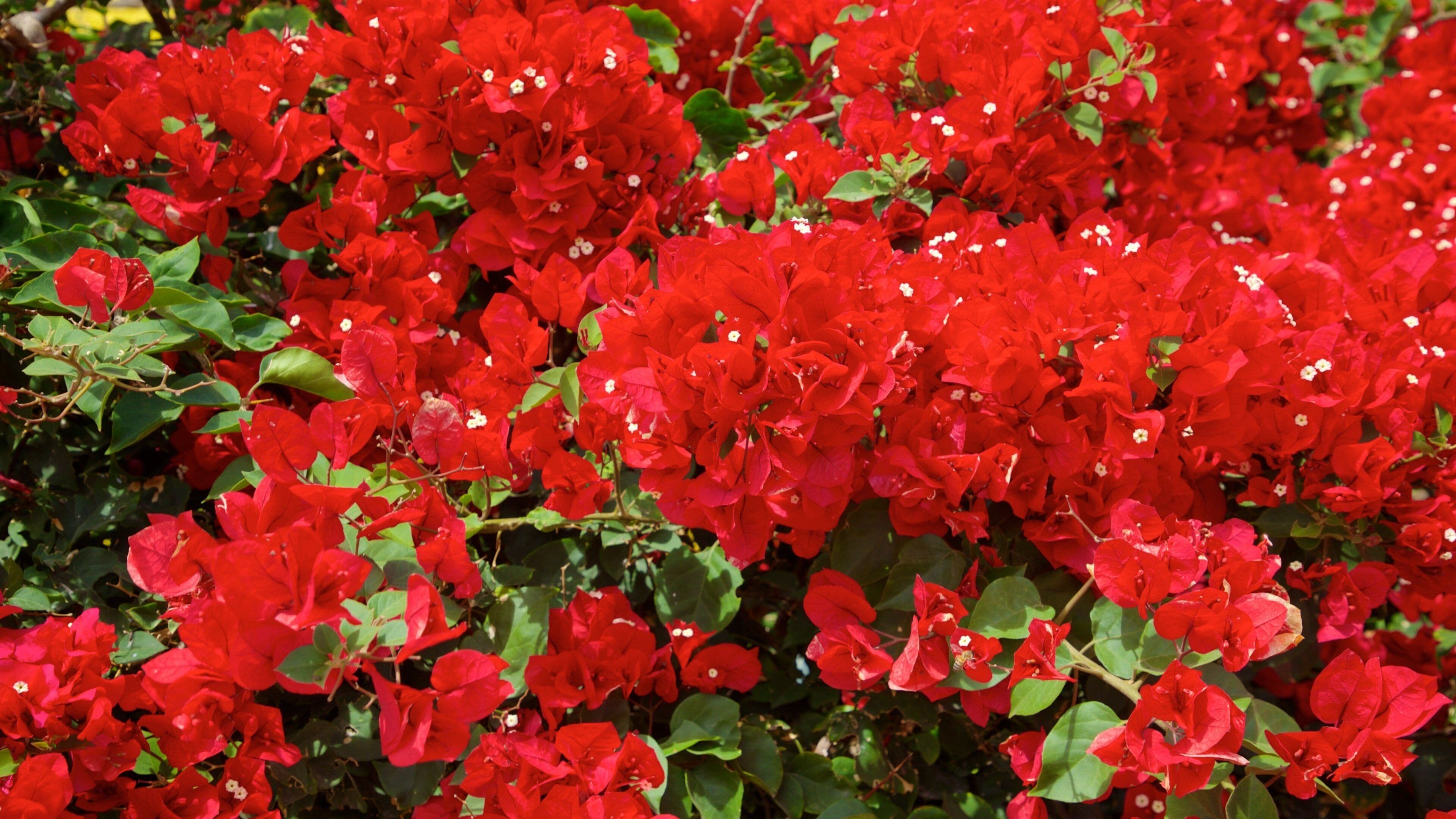 Pichilingue Beach which includes wildflowers