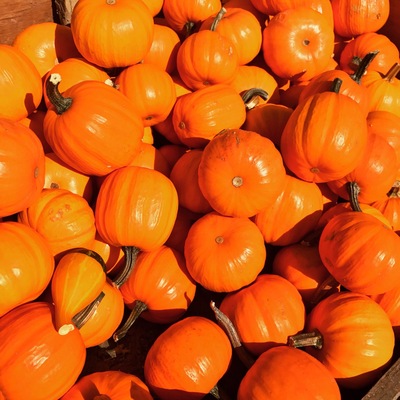 Pumpkin pickin'!