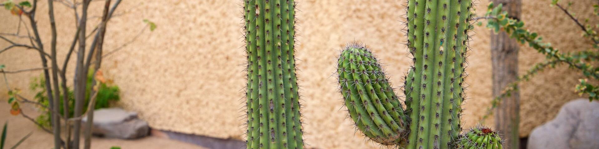 Anthropology and History Museum of Baja California Sur featuring a park