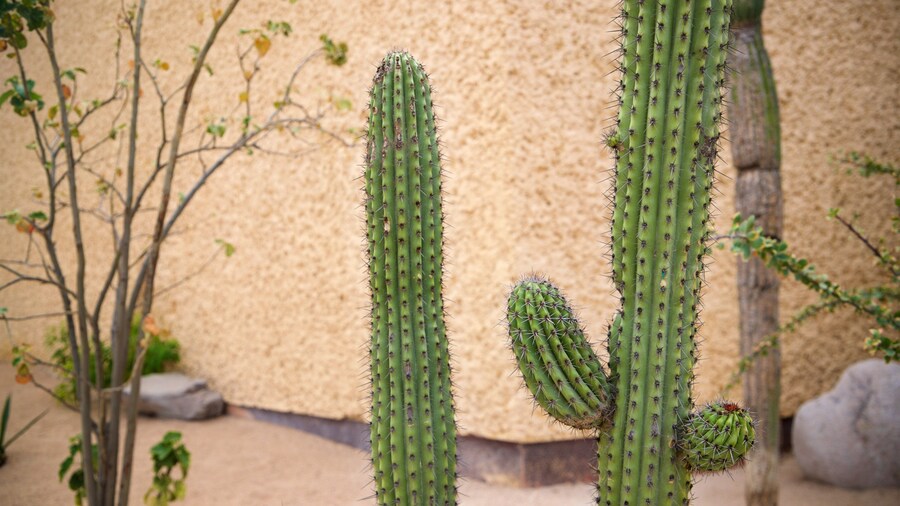 Anthropology and History Museum of Baja California Sur featuring a park