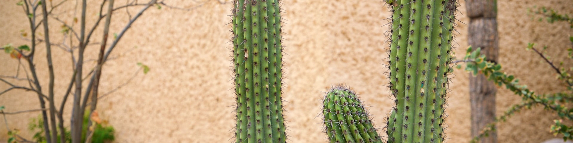 Anthropology and History Museum of Baja California Sur featuring a park