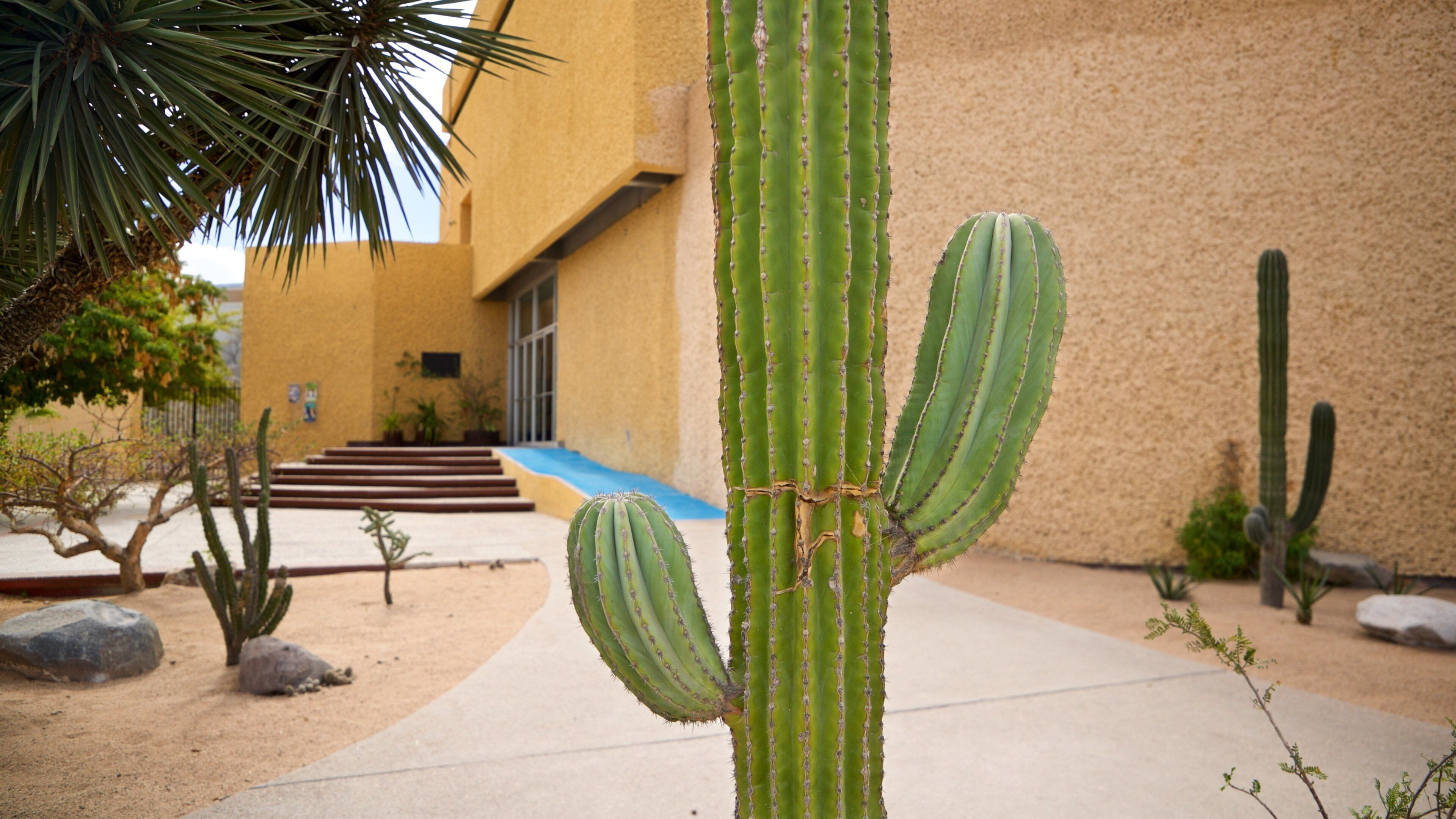 Anthropology and History Museum of Baja California Sur featuring a garden