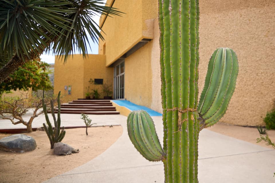A cactus garden with a yellow building in the background.