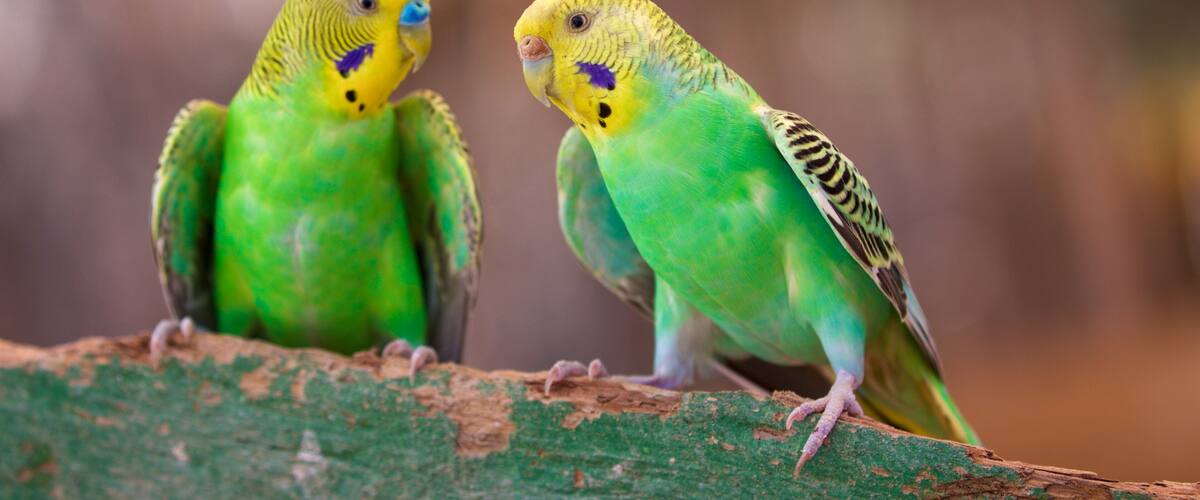 La Paz Serpentarium which includes zoo animals and bird life