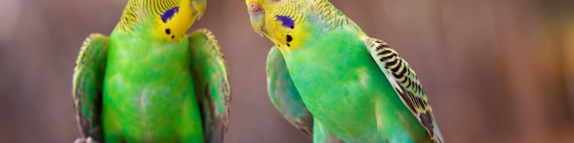 La Paz Serpentarium which includes zoo animals and bird life
