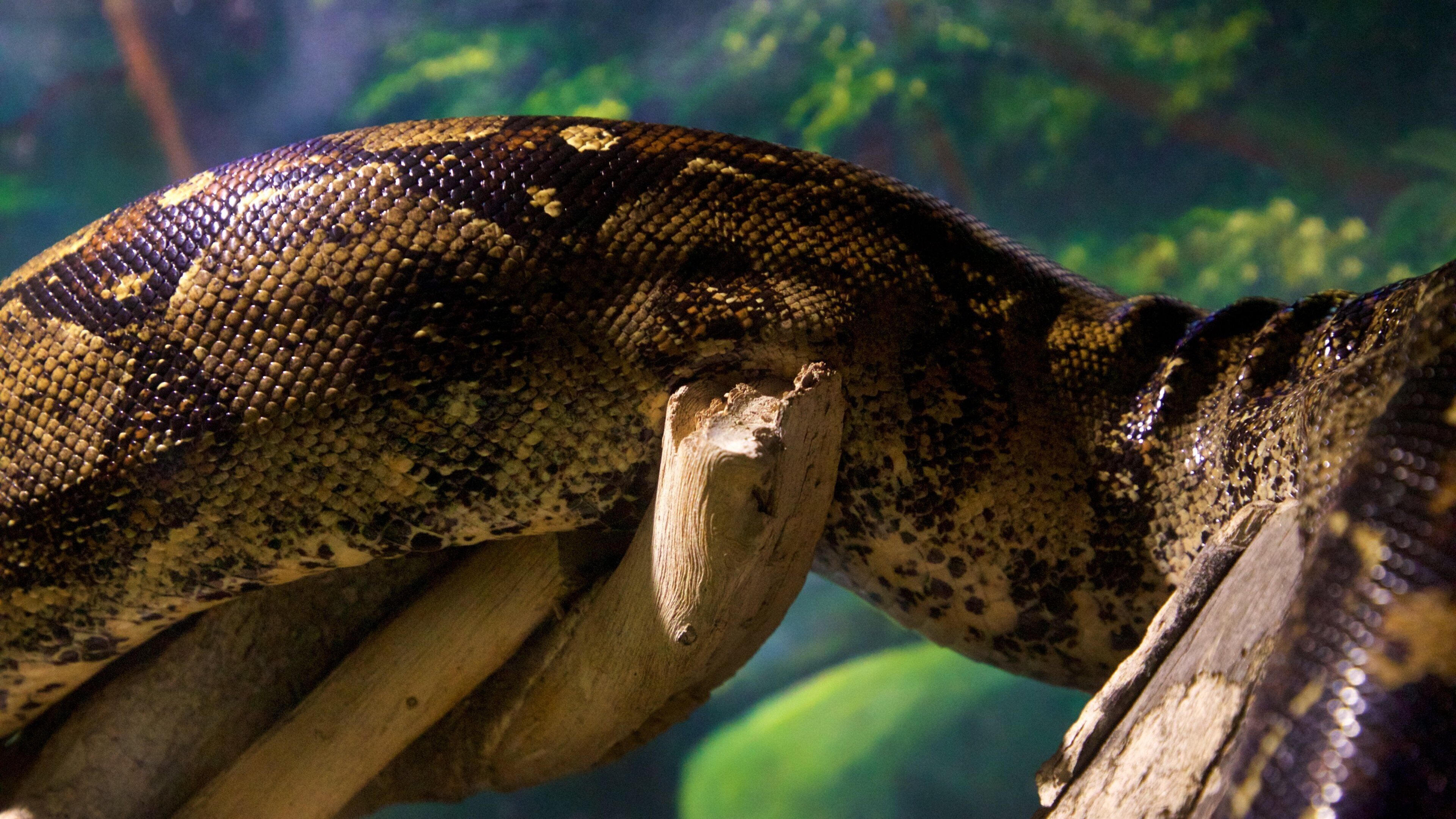La Paz Serpentarium showing dangerous animals and zoo animals