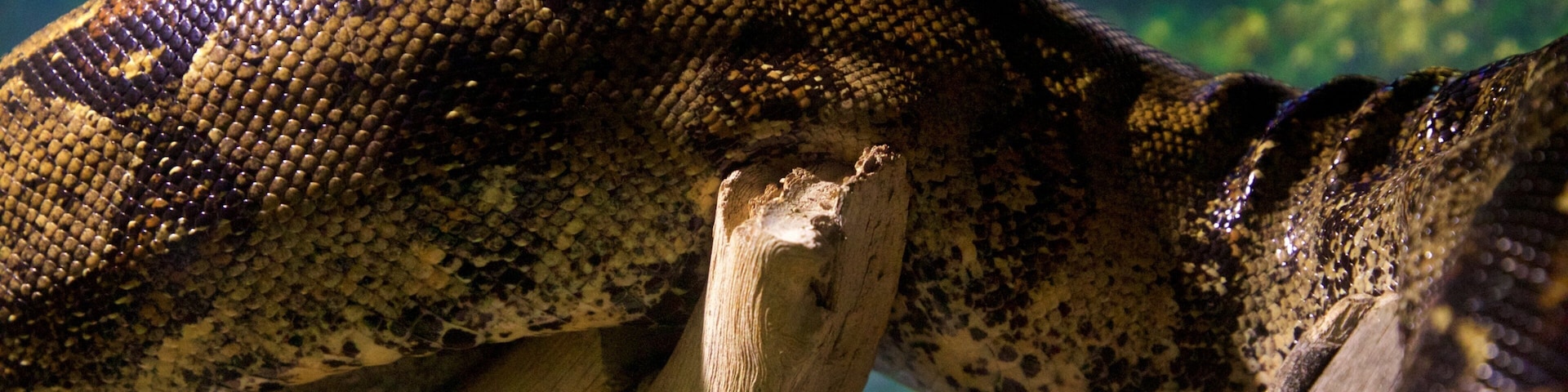 Uma grande serpente com pele estampada repousa sobre uma superfície de madeira.