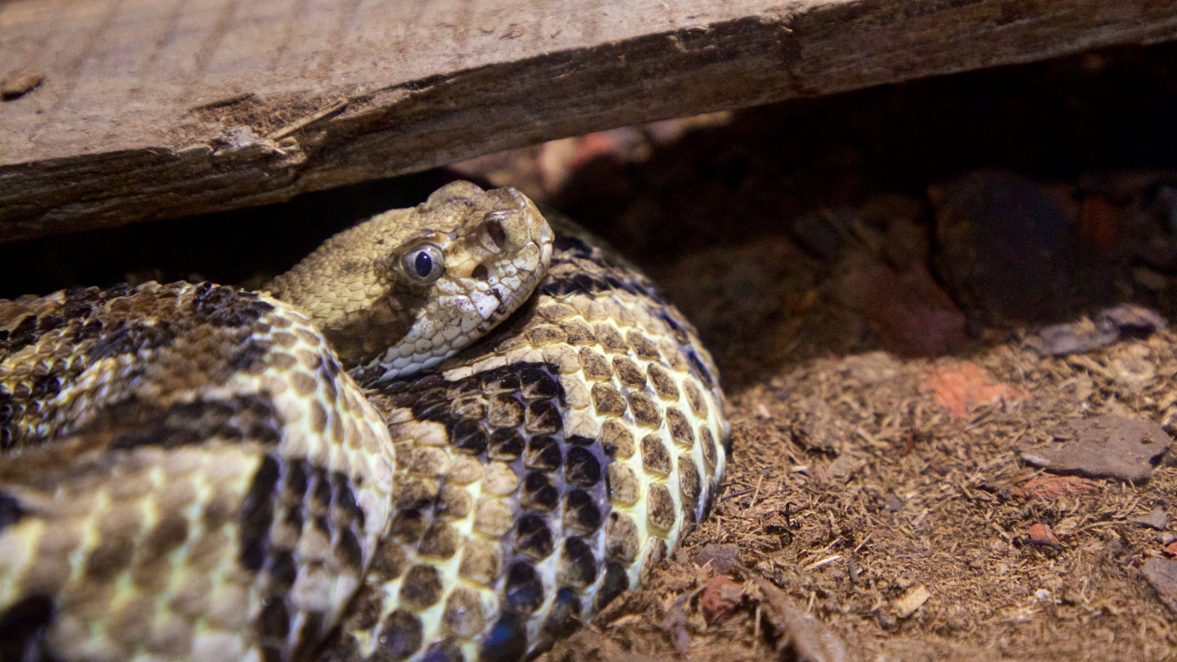 La Paz Serpentarium showing zoo animals and dangerous animals
