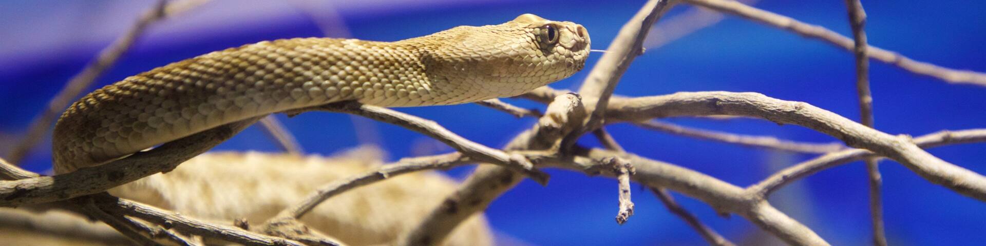 La Paz Serpentarium which includes zoo animals and dangerous animals