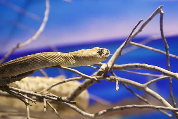 La Paz Serpentarium which includes zoo animals and dangerous animals