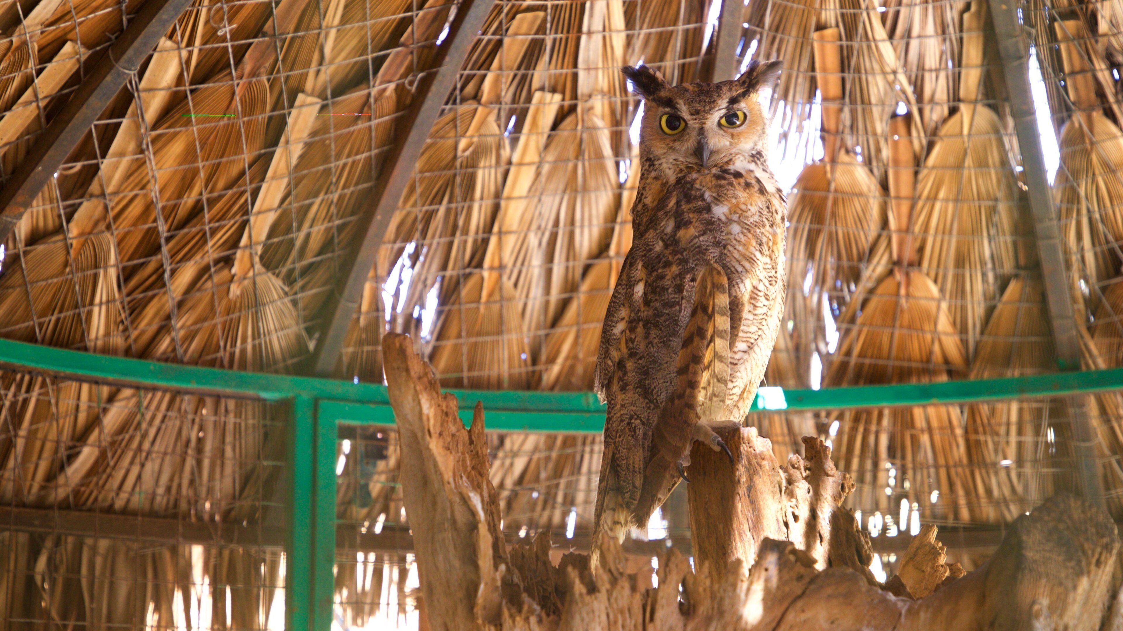 La Paz Serpentarium which includes zoo animals and bird life