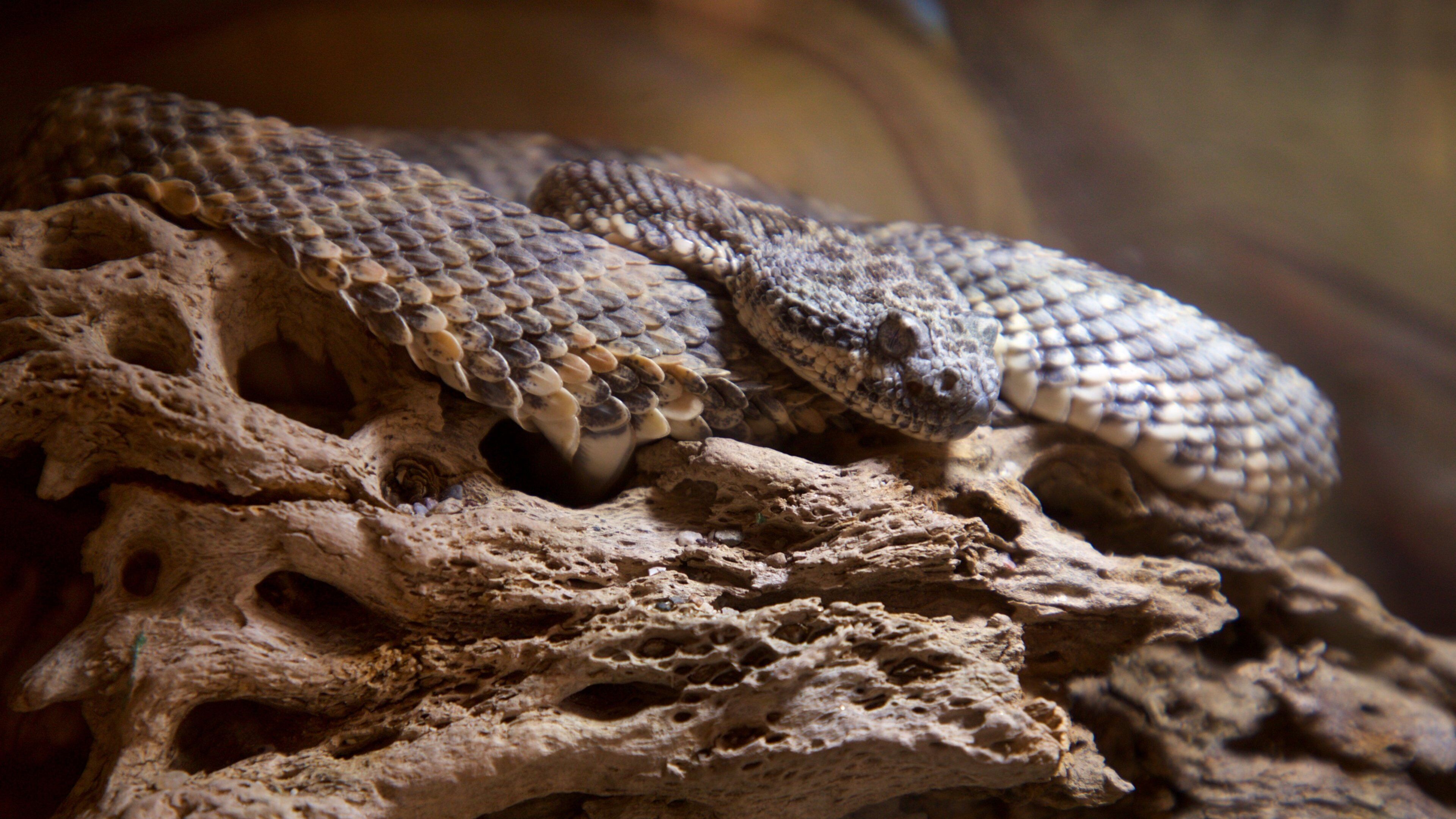 La Paz Serpentarium showing zoo animals and dangerous animals