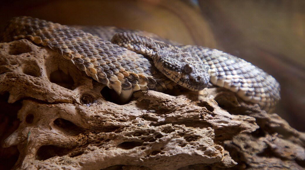 La Paz Serpentarium showing zoo animals and dangerous animals