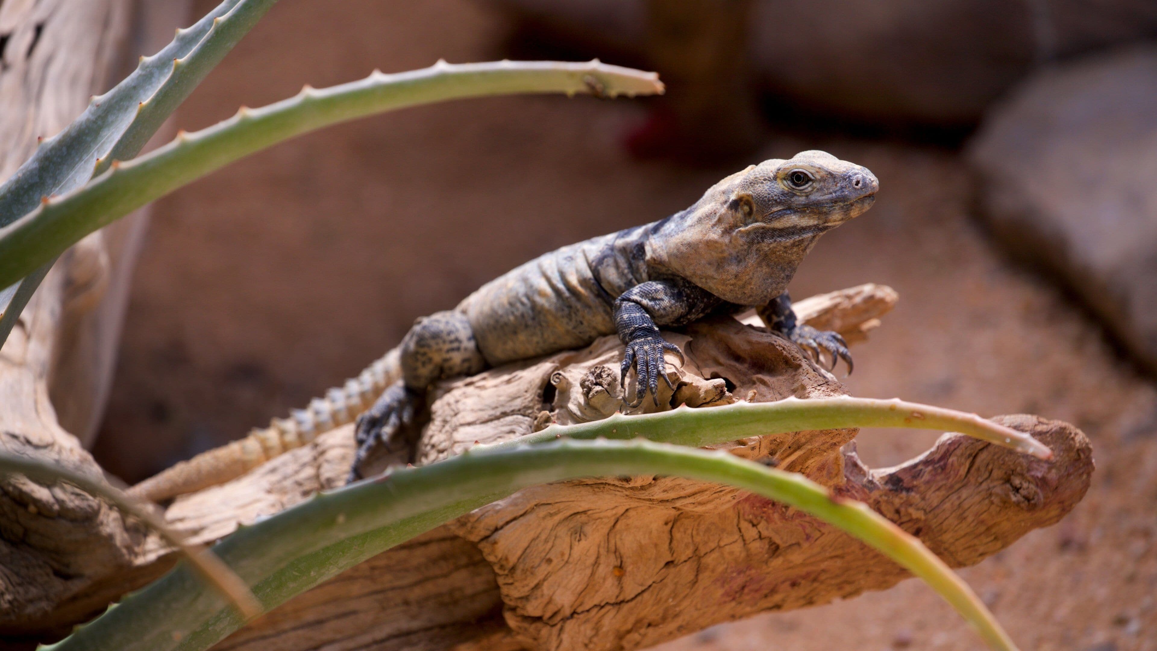 La Paz Serpentarium showing zoo animals and animals