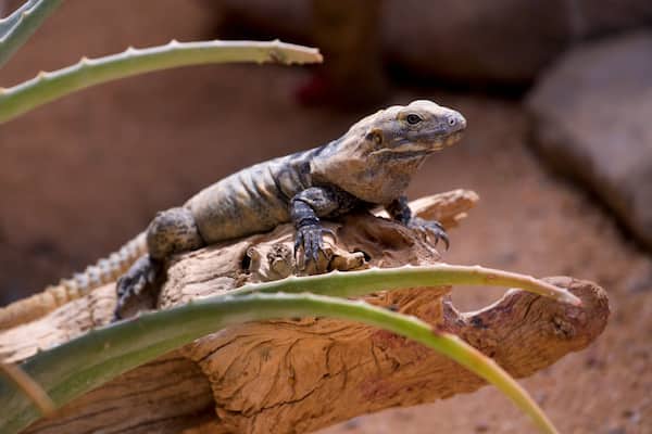 La Paz Serpentarium showing zoo animals and animals