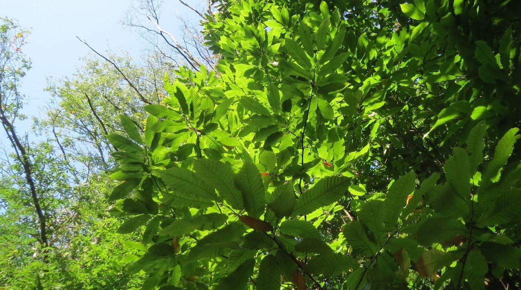 Edelkastanie (Castanea sativa) bei Klingenmünster