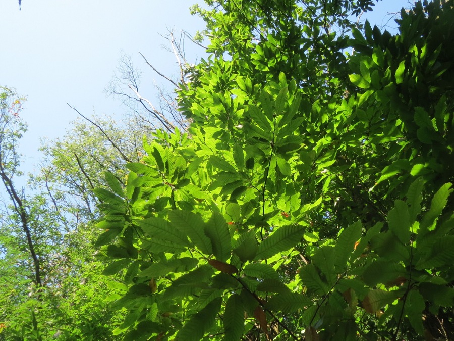 Edelkastanie (Castanea sativa) bei Klingenmünster