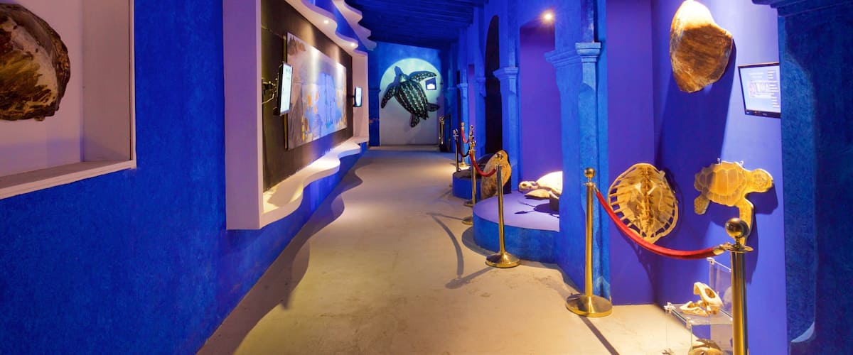 Whale Museum featuring interior views