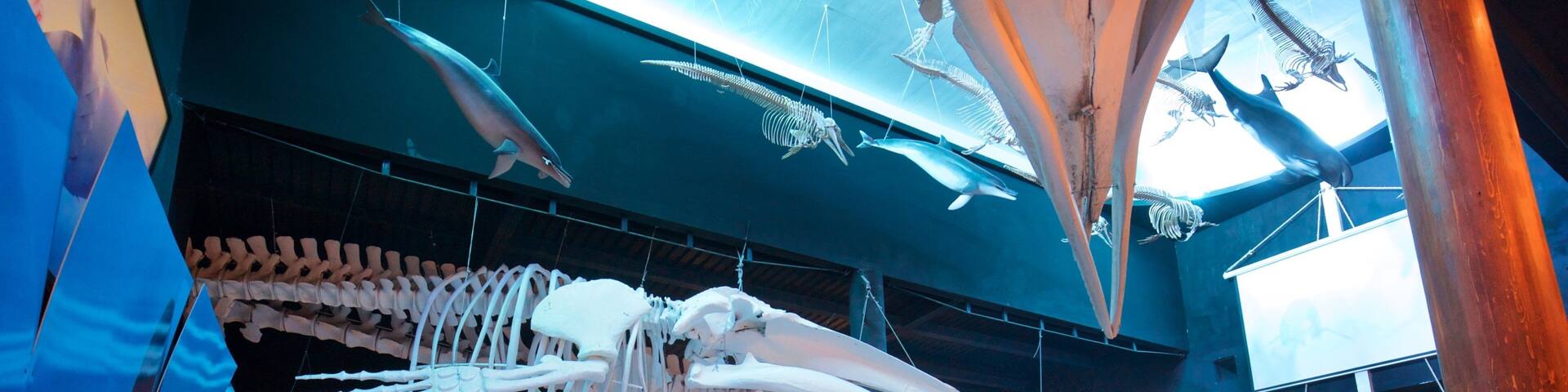 Whale Museum featuring interior views