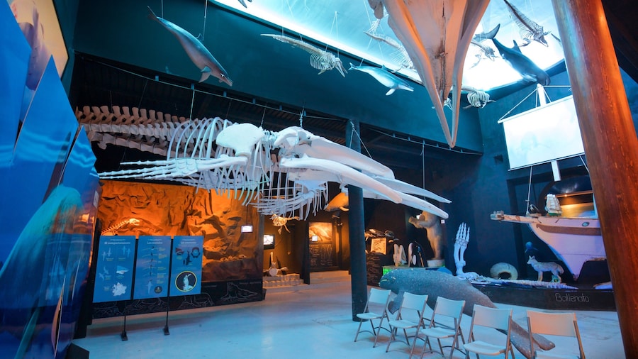 Whale Museum featuring interior views