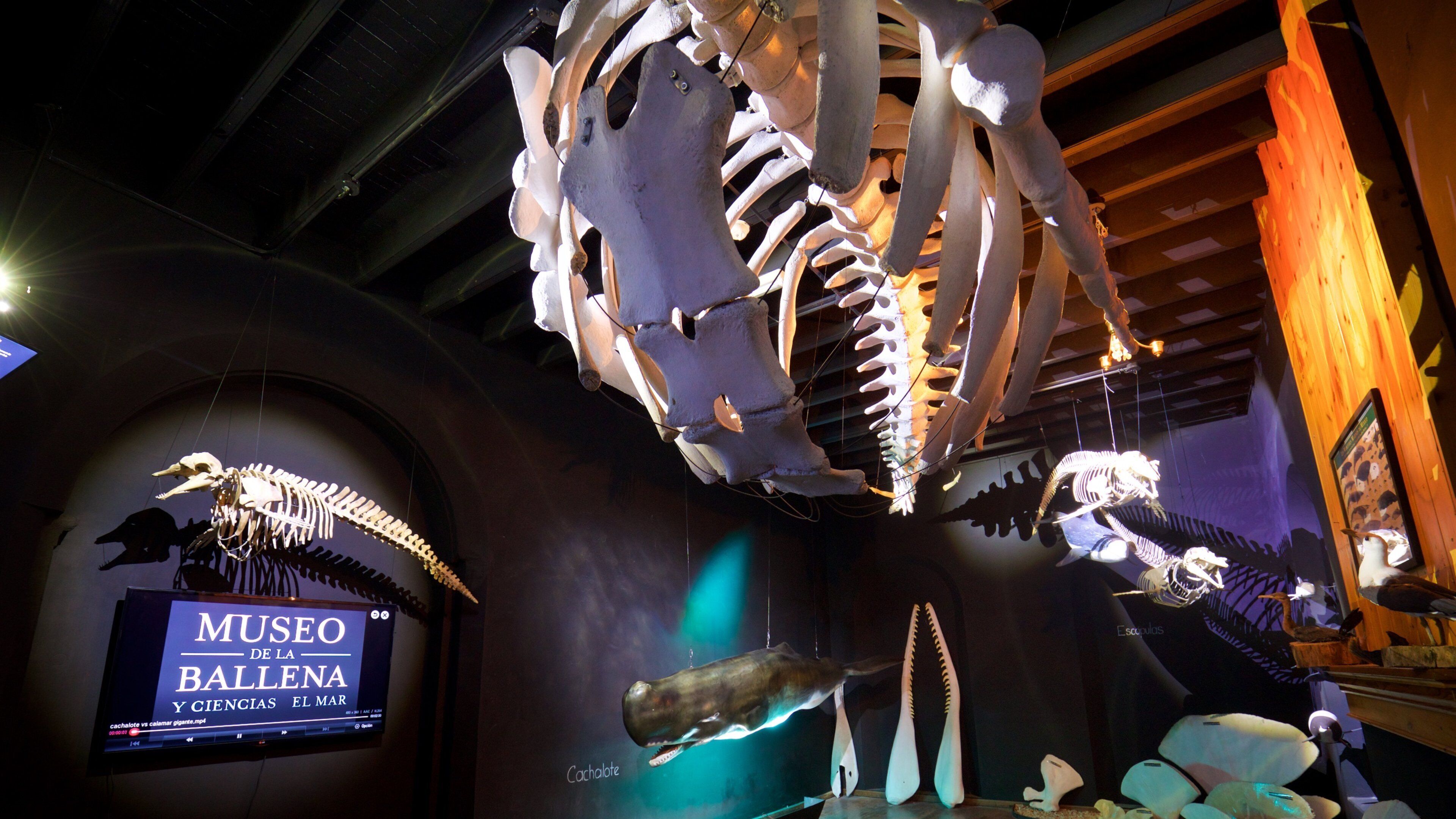 A museum exhibit with large dinosaur skeletons and a sign reading "Museo de la Ballena y Ciencias."