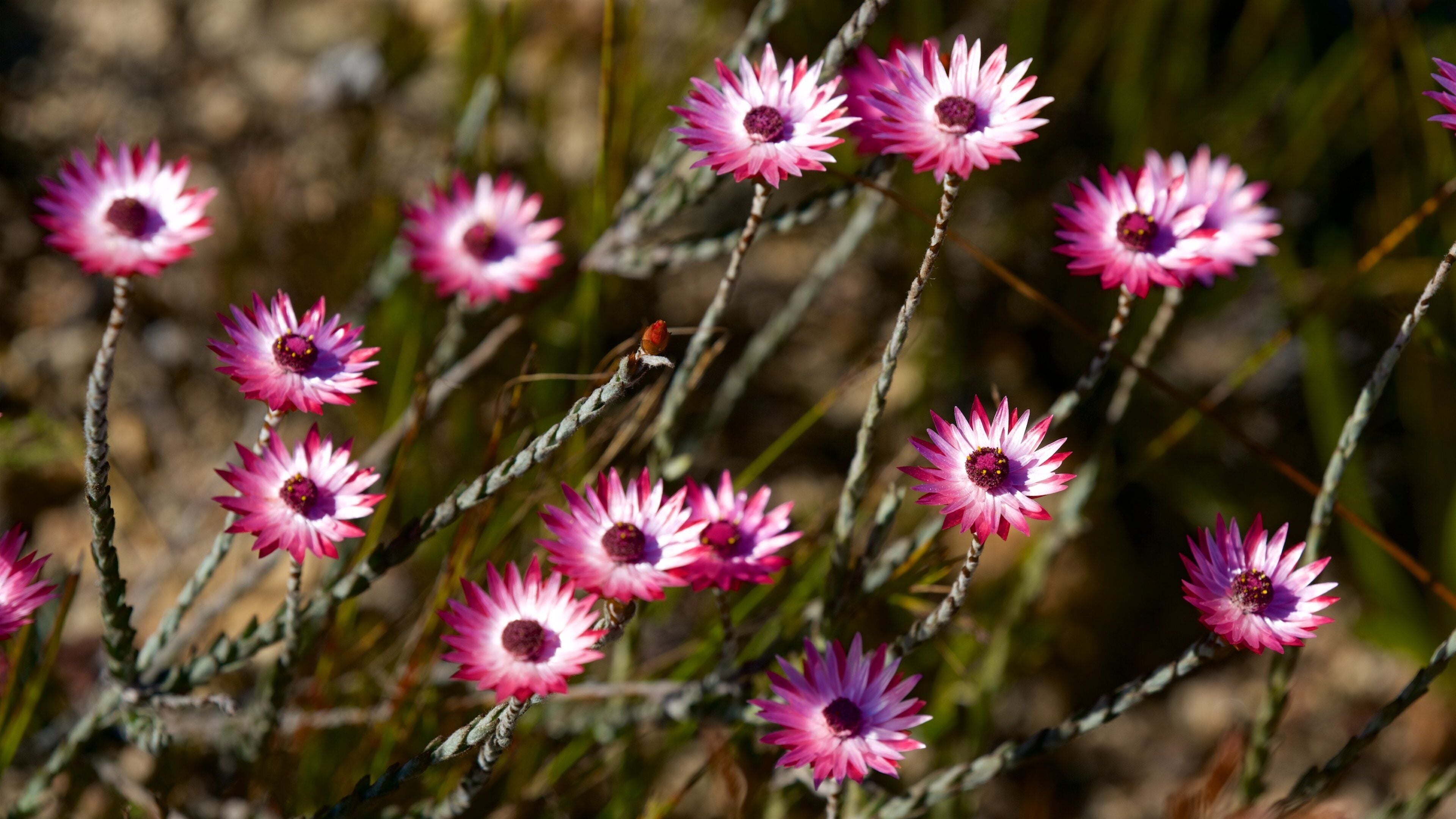 Mont Rochelle Nature Reserve which includes wildflowers