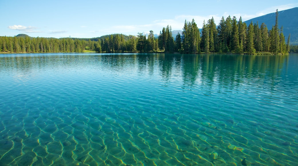 Jasper National Park which includes forest scenes, landscape views and a lake or waterhole
