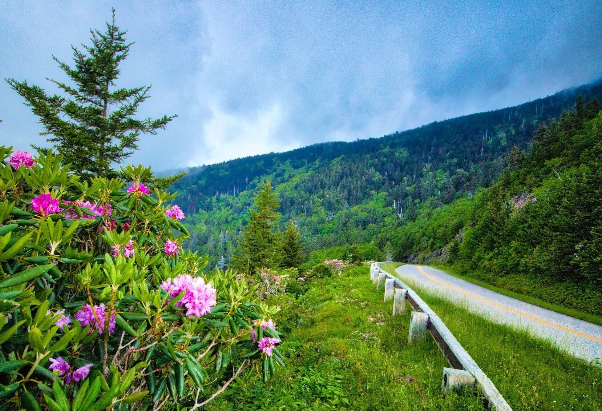 Spring is a beautiful time to cruise along the Blue Ridge Parkway in North Carolina. Wildflowers and the Rhododendrum are blooming mid June