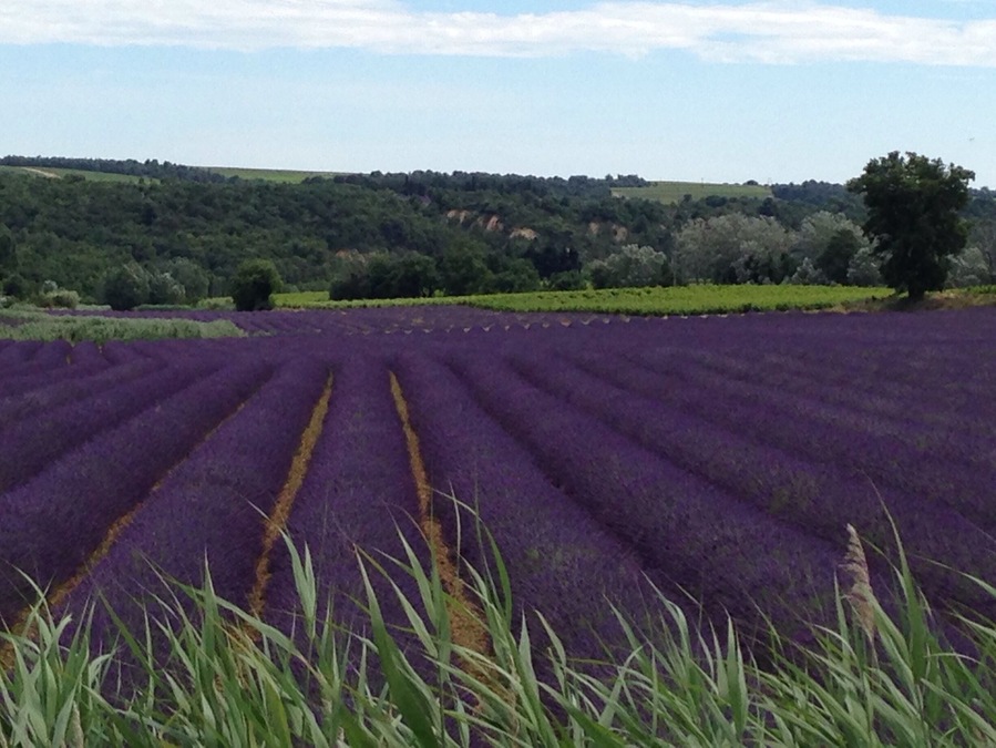 Take the winding back roads from Vaison-la-Romaine through to Valreas in the Cote de Rhone. You won't be disappointed by the views of lavender, vines and orchards. As well as quaint old villages. My favourite hilltop town was Grignan.