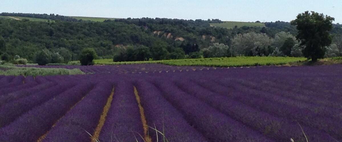 A lavender field with rows of purple flowers and green grass in the foreground.