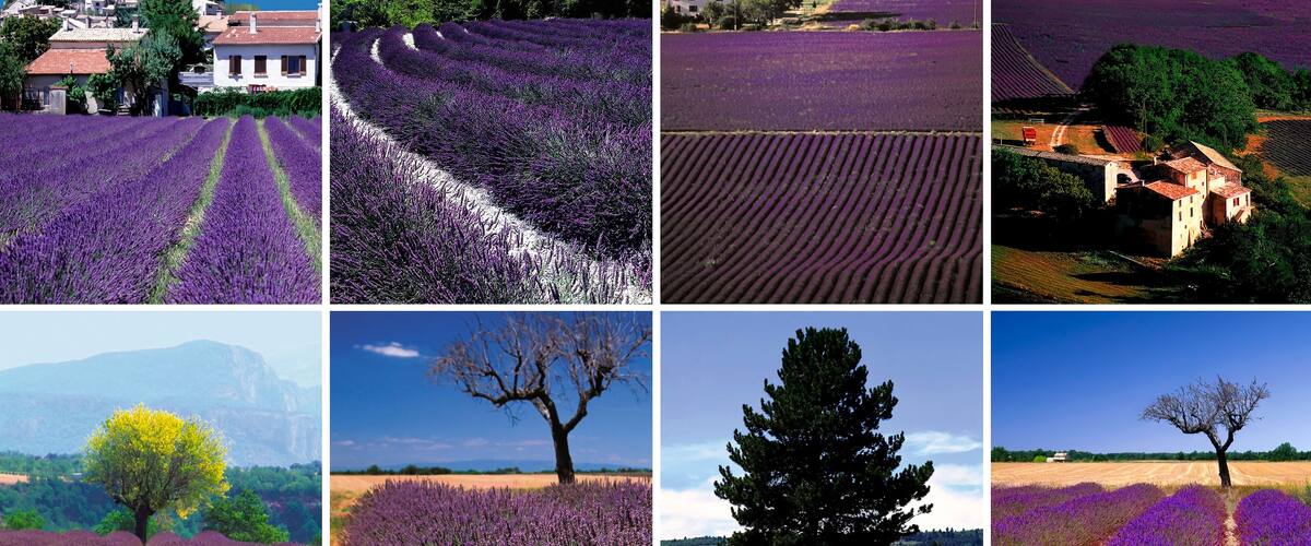 Lavender fields, a historic building, and a lone tree.