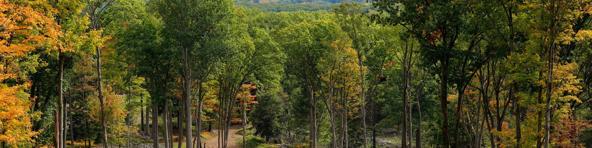 Un bosque con árboles de colores otoñales y un claro cubierto de hierba.