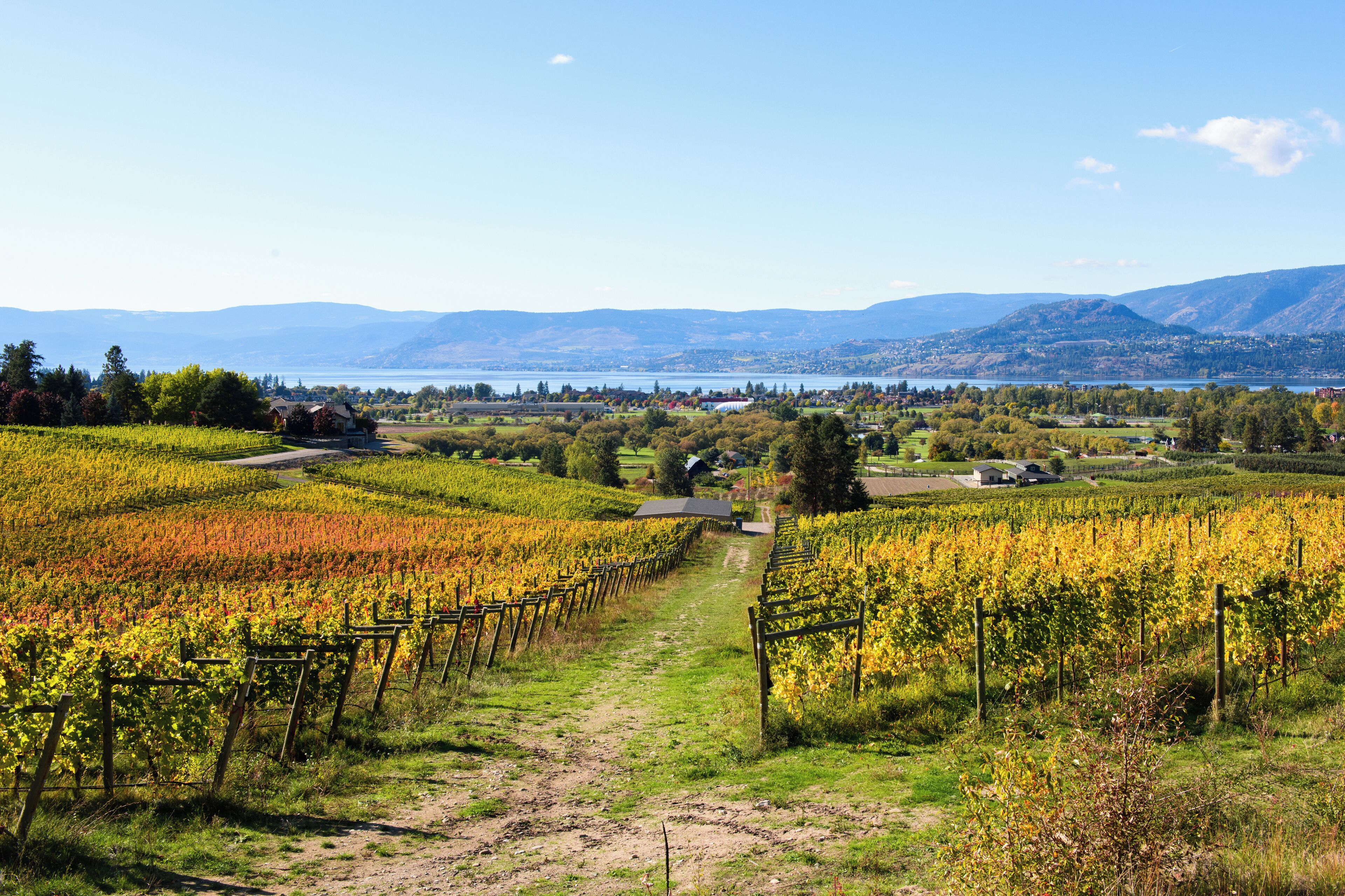 A vineyard with rows of grapevines, a dirt path, and a distant lake and mountains.