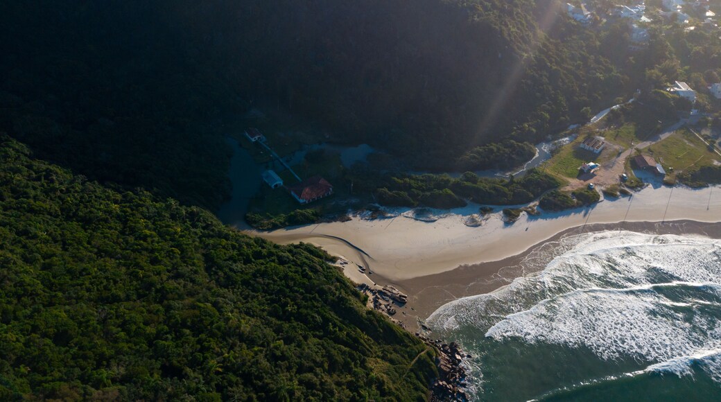 baleia franca free whale ocean oceano mar Eubalaena australis