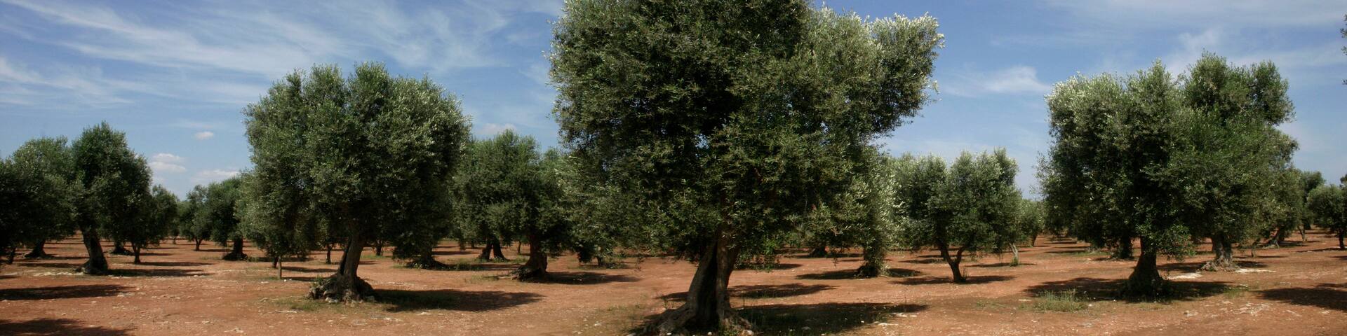An olive grove with mature trees under a clear sky.