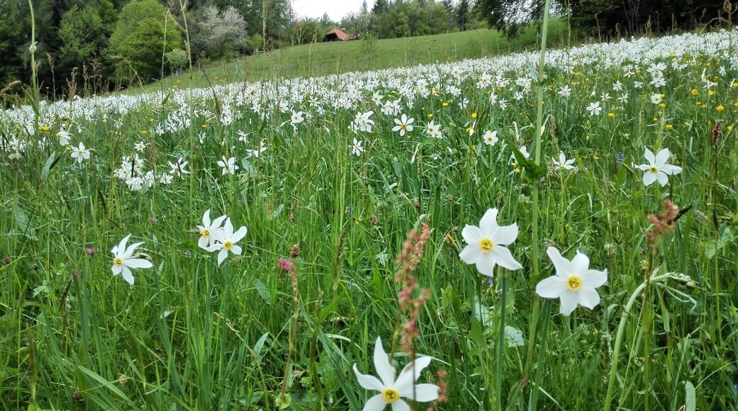 Narcissus flowers in May cover the fields and make every hikers delight. In the past a Narcissus Festival was held in Montreux to celebrate that event.