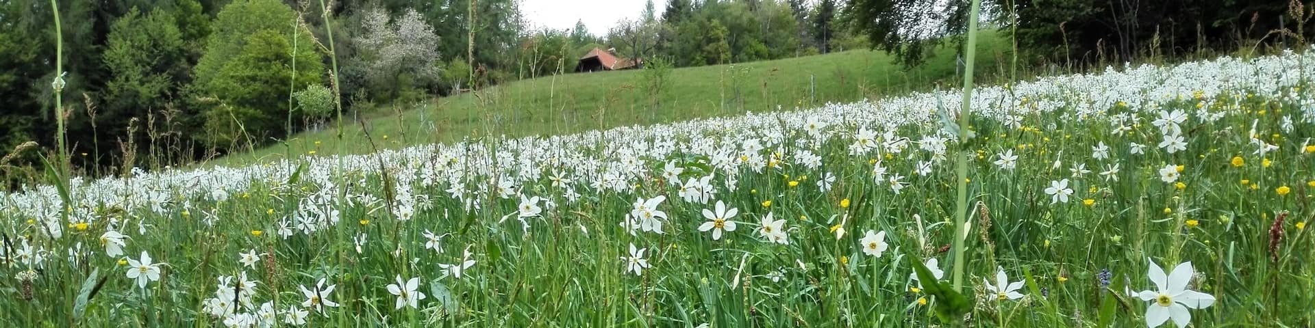 Narcissus flowers in May cover the fields and make every hikers delight. In the past a Narcissus Festival was held in Montreux to celebrate that event.