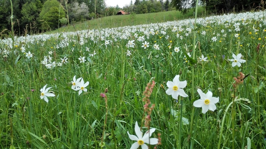 Narcissus flowers in May cover the fields and make every hikers delight. In the past a Narcissus Festival was held in Montreux to celebrate that event.