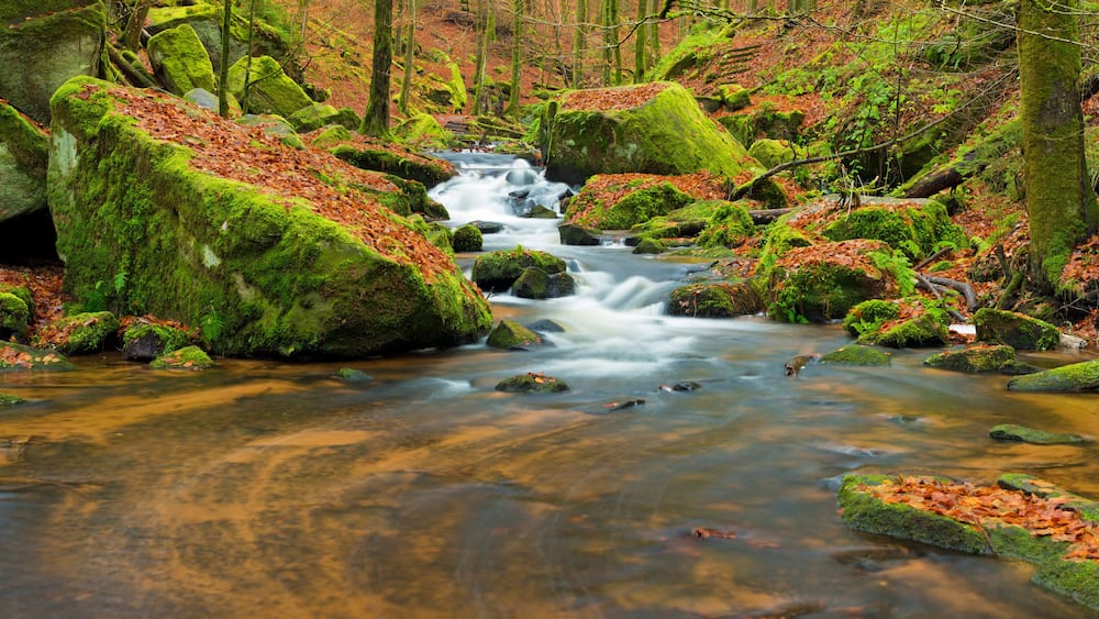 Un ruisseau de forêt, avec des rochers couverts de mousse et des feuilles d’automne.