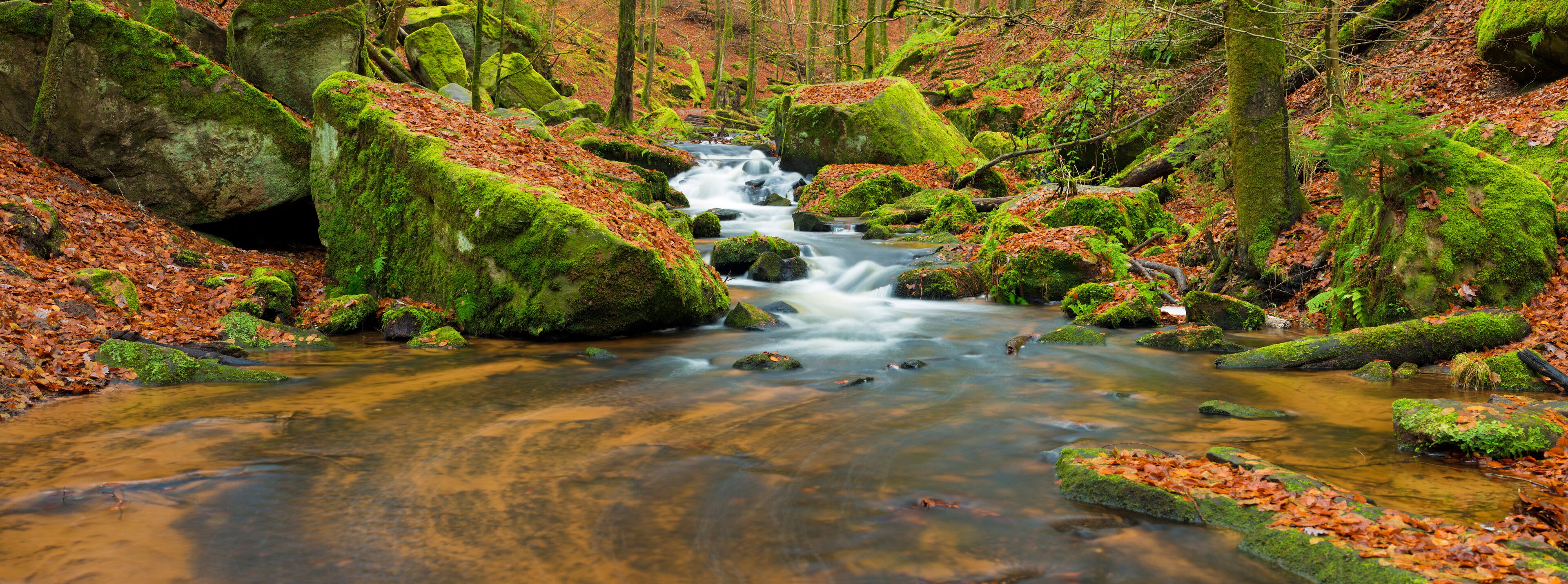 A forest stream with moss-covered rocks and autumn leaves.