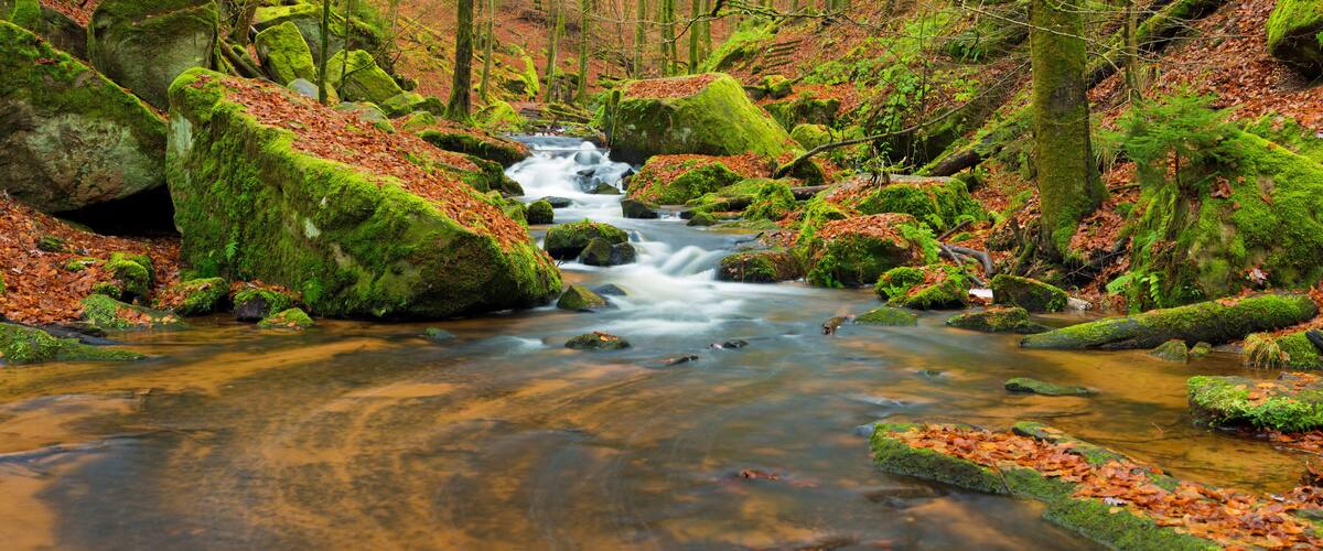 A forest stream with moss-covered rocks and autumn leaves.