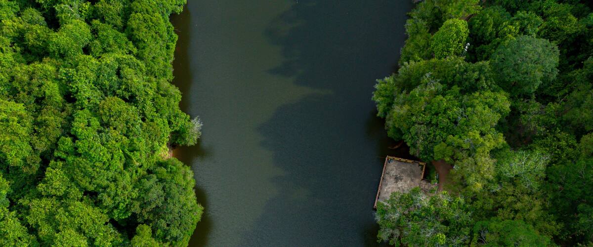 A river surrounded by dense green forest.