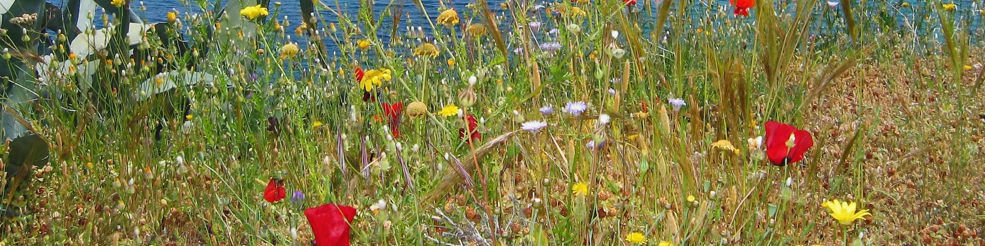 Daskalio beach Keratea Attica Greece
