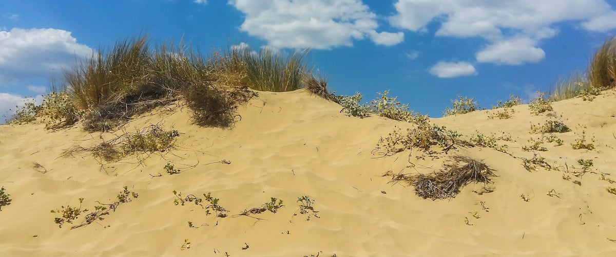 A sandy dune landscape with sparse vegetation and a clear blue sky with clouds.