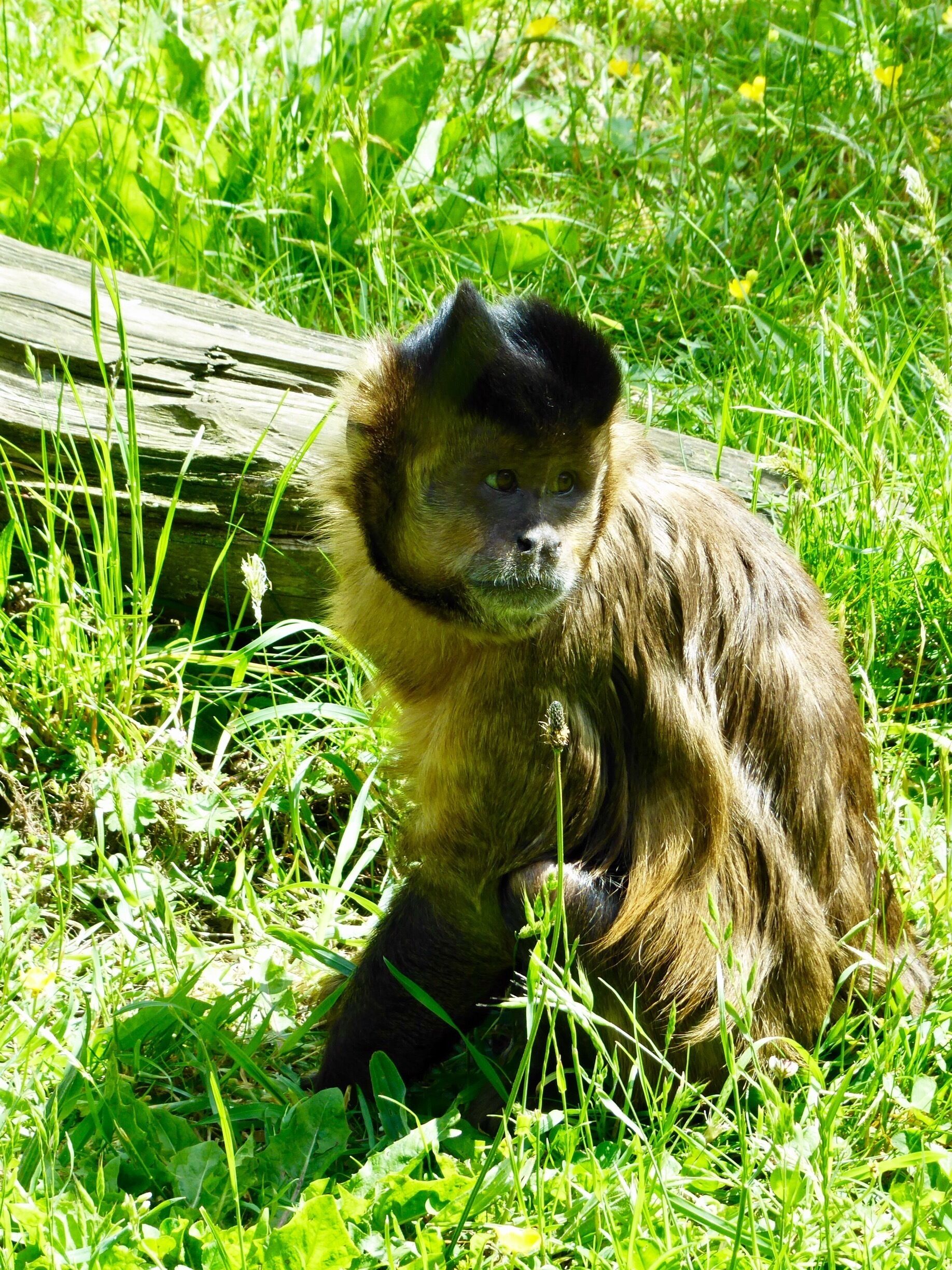 Rescue centre with hundreds of different monkeys. Rescued from the pet trade, testing laboratories and many other places they are now able to live out their lives in peace without fear of persecution or cruelty. Top tip : don't go if it's raining, they like the rain as much as we do and stay indoors!