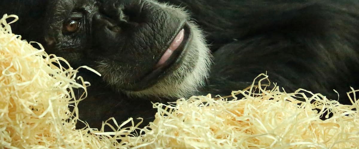 The lovely chimpanzees called Freddy taking it easy.