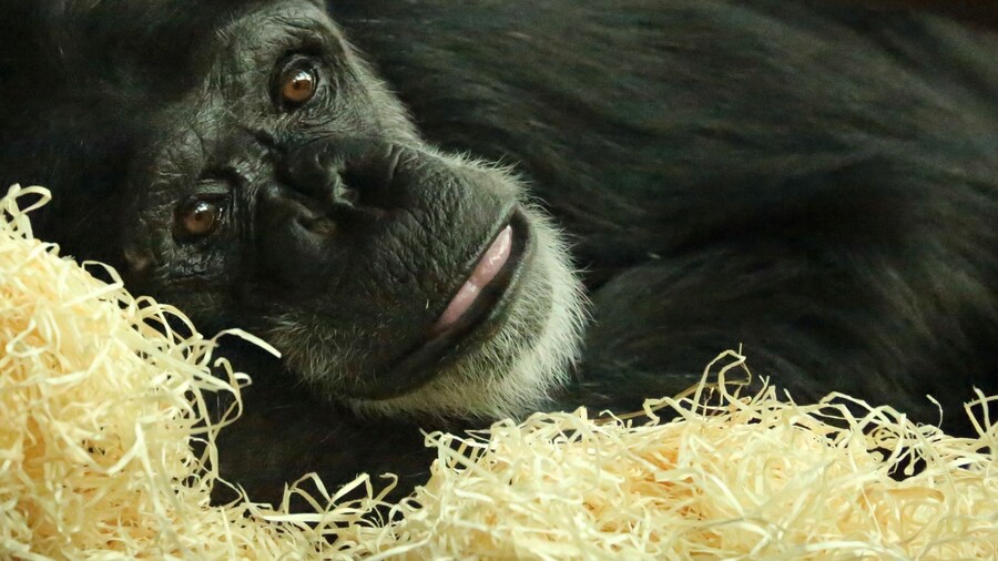 The lovely chimpanzees called Freddy taking it easy.